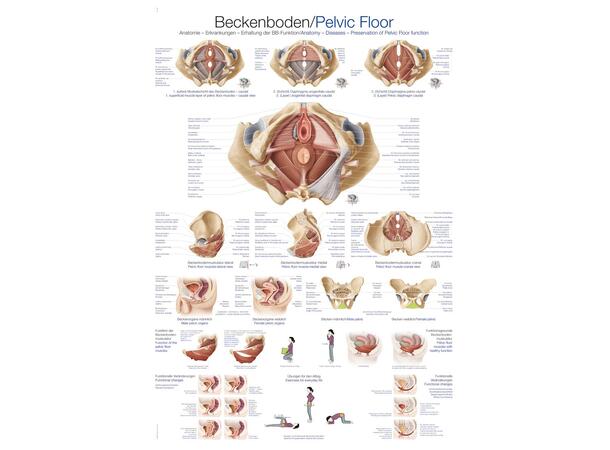 Bekkenbunn 70 x 100 cm Laminert